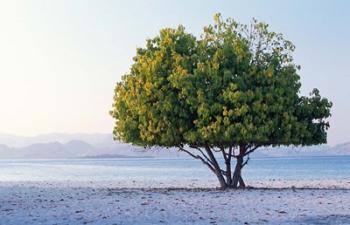 Asia, Indonesia, Lesser Sunda Archipelago, Beach | Obraz na stenu