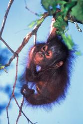 Baby Orangutan, Tanjung Putting National Park, Indonesia | Obraz na stenu