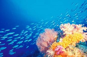 Schooling Fusiliers, Papua, Indonesia | Obraz na stenu