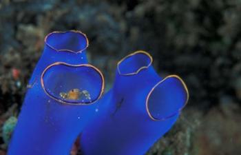 Crab Peeking From Tunicate, Irian Jaya, Indonesia | Obraz na stenu