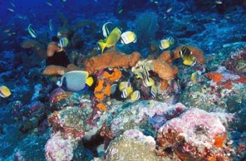 Coral Reefs, Papua, Indonesia | Obraz na stenu