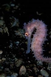 Thorny Seahorse, Indonesia | Obraz na stenu