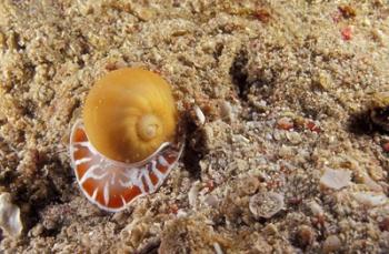 Moon Shell, Papua, Indonesia | Obraz na stenu