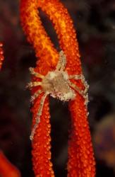 Commensul Crab on Soft Coral, Indonesia | Obraz na stenu