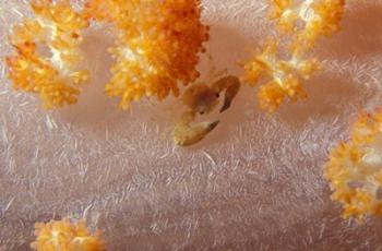 Crab on Soft Coral, Indonesia | Obraz na stenu