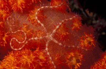 Brittlestar on Soft Coral, Papua, Indonesia | Obraz na stenu