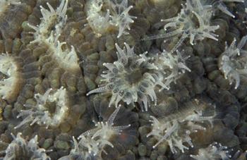 Coral Polyps Feeding, Papua, Indonesia | Obraz na stenu