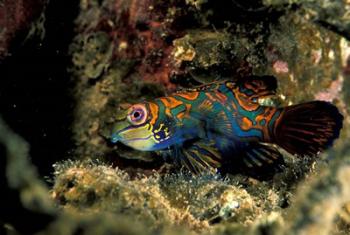 Indonesia, Indo Pacific Mandarinfish | Obraz na stenu
