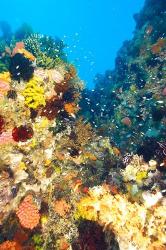 Healthy Reef, Komodo, Indonesia | Obraz na stenu