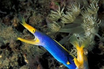 Indonesia, Sulawesi, Blue ribbon eel marine life | Obraz na stenu