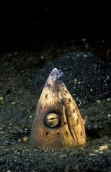 Blackfin Snake Eel with cleaner shrimp, North Sulawesi, Indonesia | Obraz na stenu