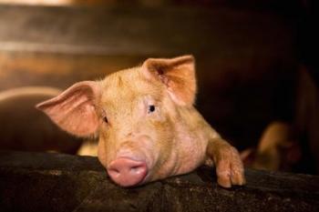 Pig Farm, Bali, Indonesia | Obraz na stenu