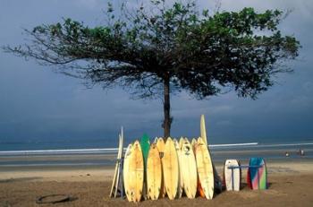 Surfboards Lean Against Lone Tree on Beach in Kuta, Bali, Indonesia | Obraz na stenu