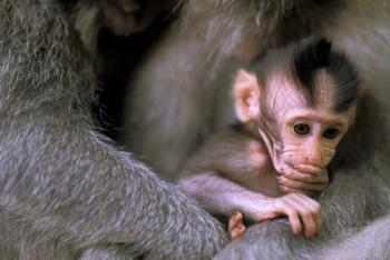 Indonesia, Bali, Ubud, Long tailed macaque | Obraz na stenu