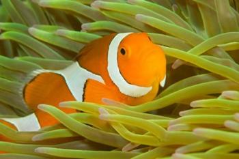 False Clown Anemonefish, Raja Ampat Region of Papua, Indonesia | Obraz na stenu