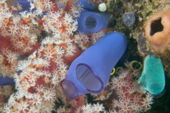Tunicates, Gorgonian Sea Fan, Banda, Indonesia | Obraz na stenu