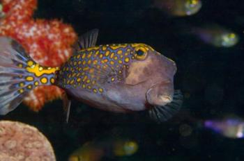 Spotted Boxfish, Banda Sea, Indonesia | Obraz na stenu