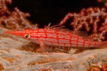 Longnose Hawkfish, Banda Sea, Indonesia | Obraz na stenu