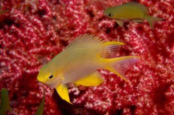 Golden Damselfish, Gorgonian Sea Fan, Indonesia | Obraz na stenu