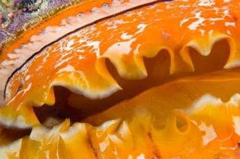 Thorny Oyster Mantle Detail and Eyes, Banda Sea, Indonesia | Obraz na stenu