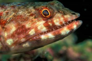 Lizardfish, Indonesia | Obraz na stenu