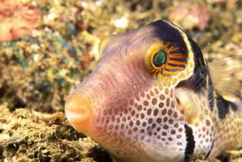 Sharpnose Puffer, Indonesia | Obraz na stenu