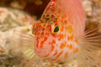 Pixie Hawkfish, Banda Sea, Indonesia | Obraz na stenu