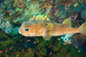 Pufferfish, Scuba Diving, Tukang Besi, Indonesia | Obraz na stenu
