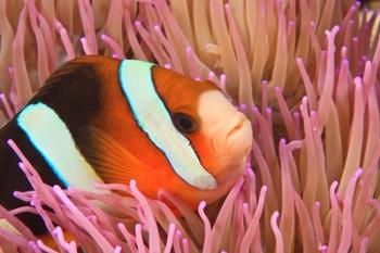 Anemonefish, Scuba Diving, Tukang Besi, Indonesia | Obraz na stenu