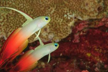 Fire Dartfish, Banda Sea, Indonesia | Obraz na stenu