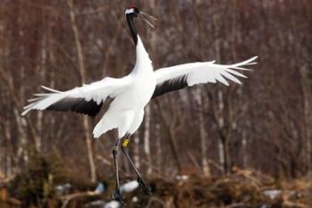 Japanese crane, Hokkaido, Japan | Obraz na stenu