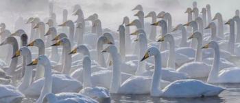 Whooper Swans, Hokkaido, Japan | Obraz na stenu