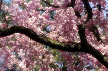 Cherry Blossom Tree In Bloom In Springtime, Tokyo, Japan | Obraz na stenu