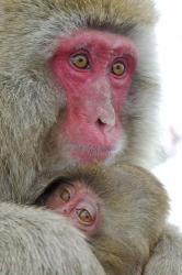 Baby Snow Monkey Clinging to Mother, Jigokudani Monkey Park, Japan | Obraz na stenu
