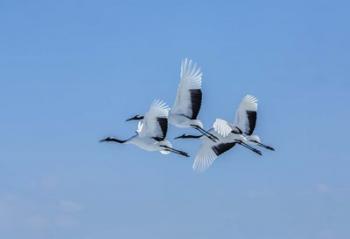 Japanese Cranes Flying | Obraz na stenu