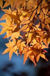 Autumn maples on grounds of Hiroshima Castle, Japan | Obraz na stenu