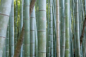 Bamboo Forest, Kyoto, Japan | Obraz na stenu