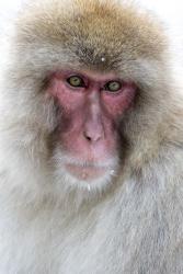Portrait of a Monkey, Japan | Obraz na stenu