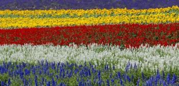 Colorful Flowers, Furano, Hokkaido, Japan | Obraz na stenu