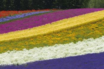 Colorful Flowers in a Lavender farm, Furano, Japan | Obraz na stenu