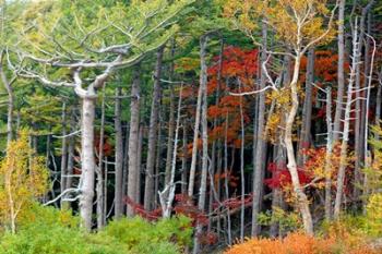 Fall colors of the Fuji-Hakone-Izu National Park, Japan | Obraz na stenu