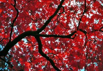 Japan, Honshu, Tochigi, Nikko, Scarlet maple tree | Obraz na stenu