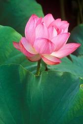 Ohga Lotus, Sankei-en Garden, Yokohama, Japan | Obraz na stenu