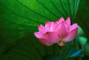 Ohga Lotus, Sankei-en Garden, Yokohama, Japan | Obraz na stenu