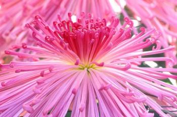 Crysanthemum, Sensoji Temple, Asakusa, Tokyo, Japan | Obraz na stenu