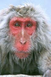 Snow Monkey, Japanese Macaque, Nagano, Japan | Obraz na stenu