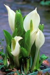 Skunk Cabbage, Mt Hakkoda, Japan | Obraz na stenu