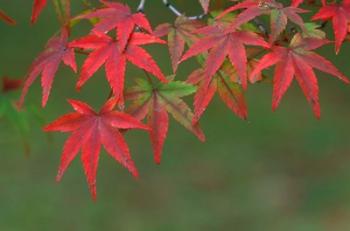 Maple Leaves, Kyoto, Japan | Obraz na stenu