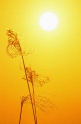 Susuki Grass at Sunset, Kagoshima, Japan | Obraz na stenu
