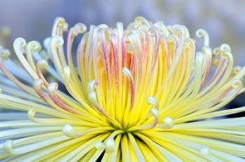 Chrysanthemum, Asakusa, Tokyo, Japan | Obraz na stenu